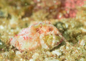 ネジレヤドカリ属の一種