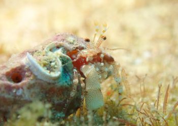 ネジレヤドカリ属の一種