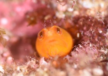 ハダカコケギンポ