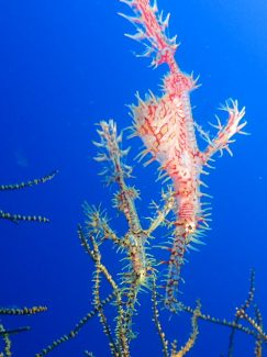 ニシキフウライウオ