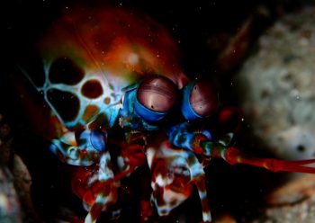 モンハナシャコ