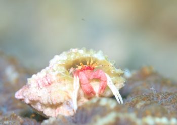 アカテミギキキヨコバサミ