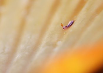 スイートジェリーミドリガイ