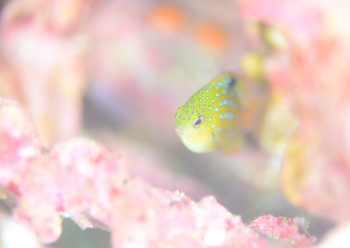 ルリホシスズメダイ