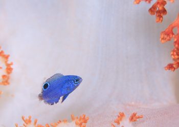 ナガサキスズメダイ