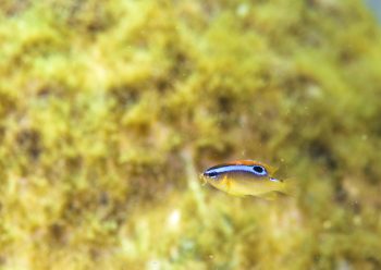 ミヤコキセンスズメダイ