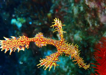 ニシキフウライウオ