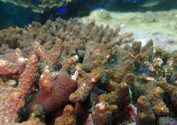 テンクロスジギンポ