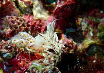 トゲツノメエビ