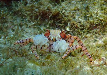 キンチャクガニ