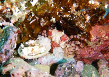 キンチャクガニ