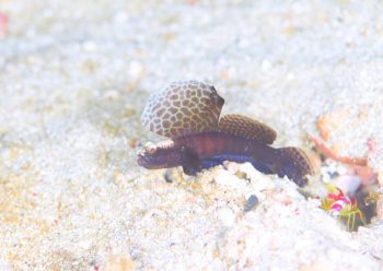 ホタテツノハゼ