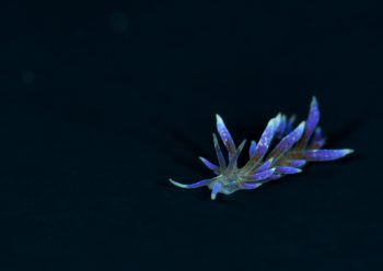 ハナビラミノウミウシ