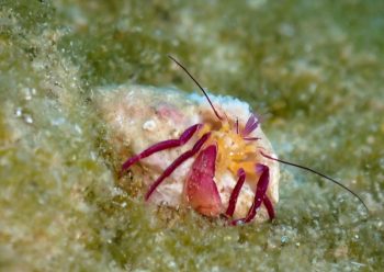 ムラサキゼブラヤドカリ