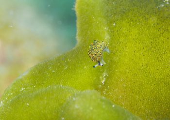 アオモウミウシ