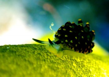 アオモウミウシ