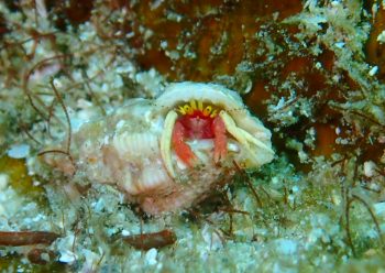 アカテミギキキヨコバサミ