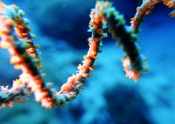 ムチカラマツエビ