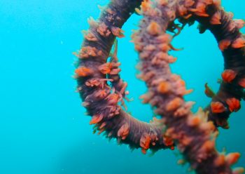 ムチカラマツエビ