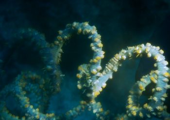 ムチカラマツエビ