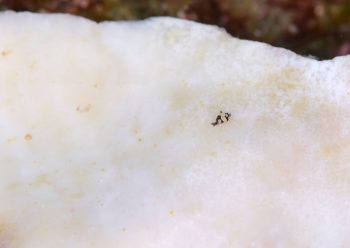 トンプソンコトリガイ