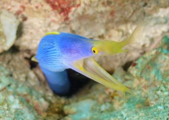 ハナヒゲウツボ