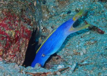 ハナヒゲウツボ