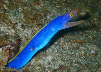 ハナヒゲウツボ