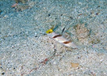 ヒレナガネジリンボウ