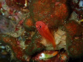 シリウスベニハゼ