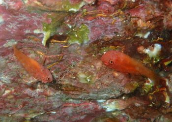 シリウスベニハゼ