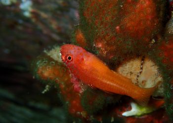 シリウスベニハゼ