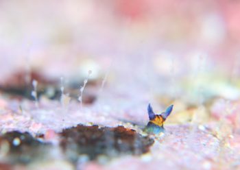 リュウグウウミウシ