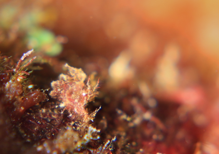 フィコカリス・シムランス