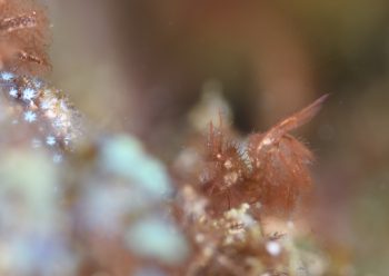 フィコカリスシムランス