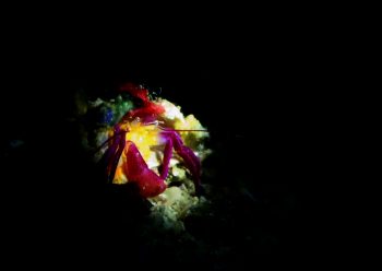 ムラサキゼブラヤドカリ