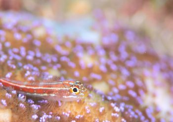 タテジマヘビギンポ