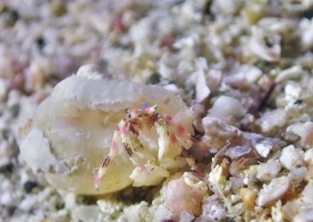 カザリサンゴヤドカリ