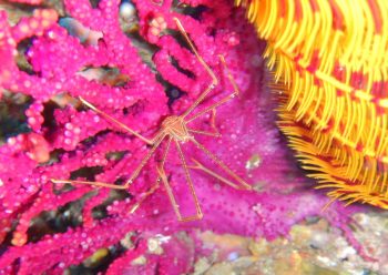 オルトマンワラエビ