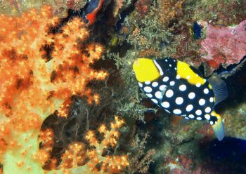 モンガラカワハギ