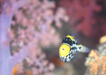 モンガラカワハギ