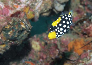 モンガラカワハギ