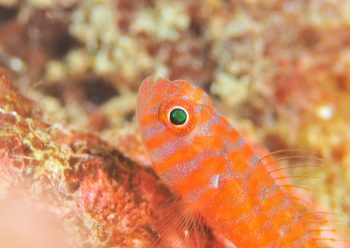 オキナワベニハゼ