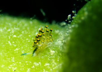 アオモウミウシ