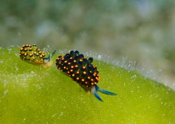 アオモウミウシ