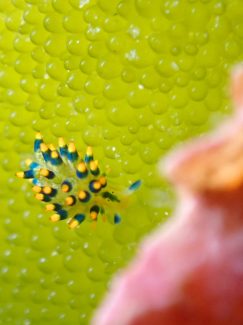 アオモウミウシ