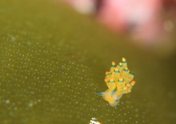 アオモウミウシ