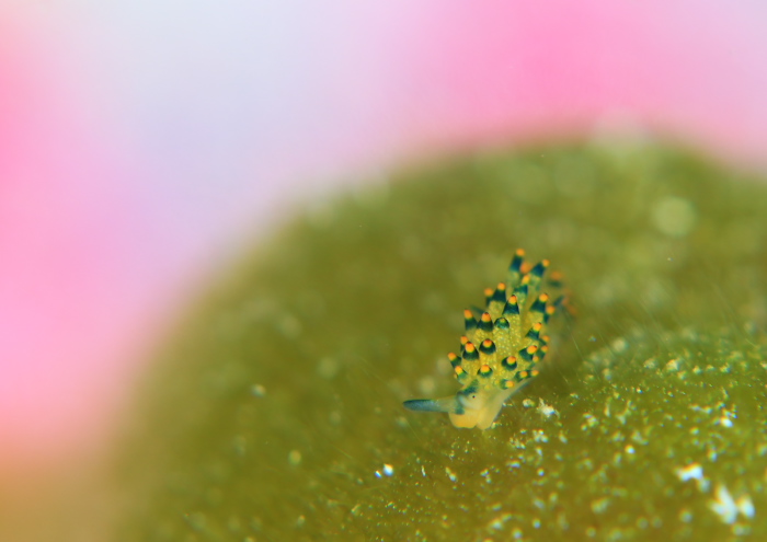 アオモウミウシ