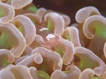 ハモポントニア・フンジコーラ