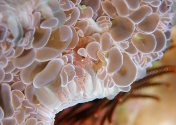 ハモポントニア・フンジコーラ